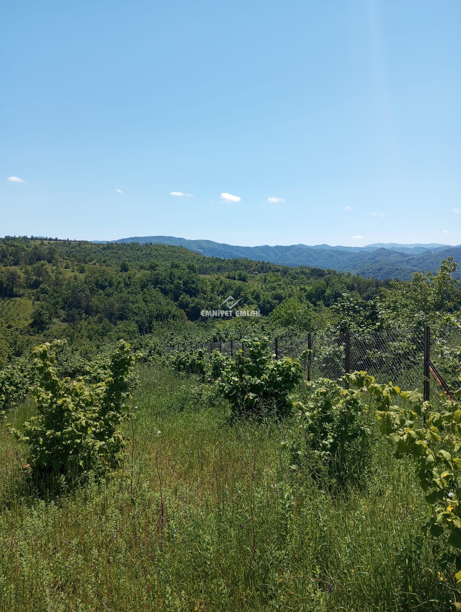 KDZ EREĞLİ KIZILCAPINARDA YOL , SU , ELEKTRİK PROBLEMİ OLMAYAN SATILIK FINDIK TARLASI