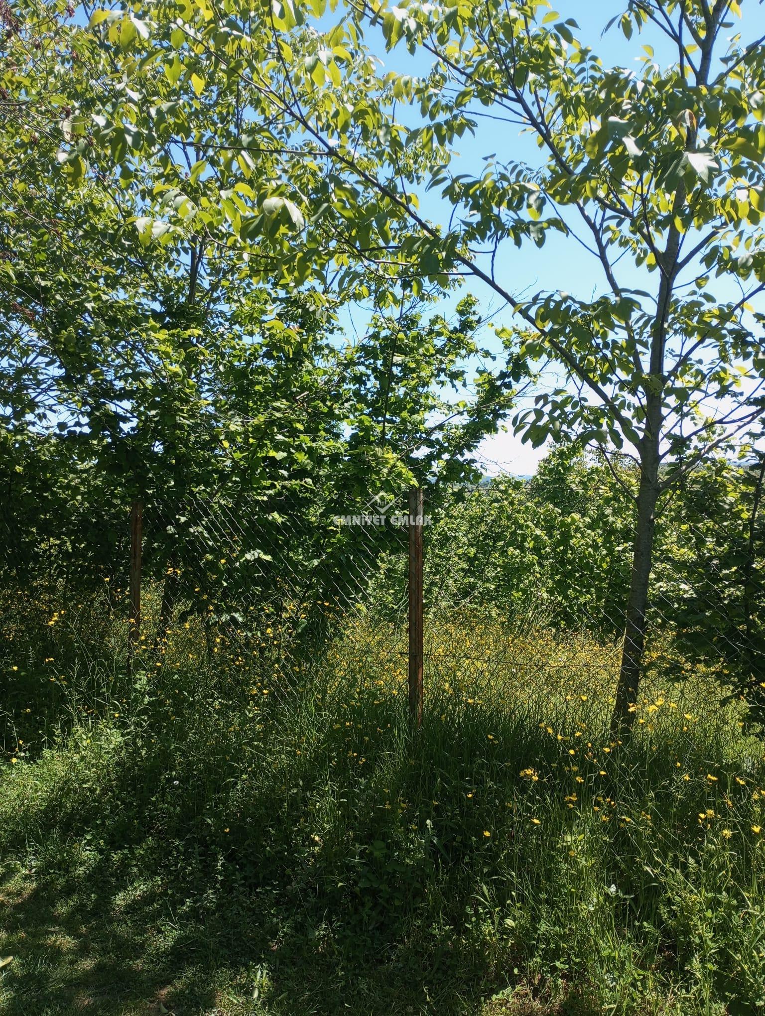 KDZ EREĞLİ KIZILCAPINARDA YOL , SU , ELEKTRİK PROBLEMİ OLMAYAN SATILIK FINDIK TARLASI