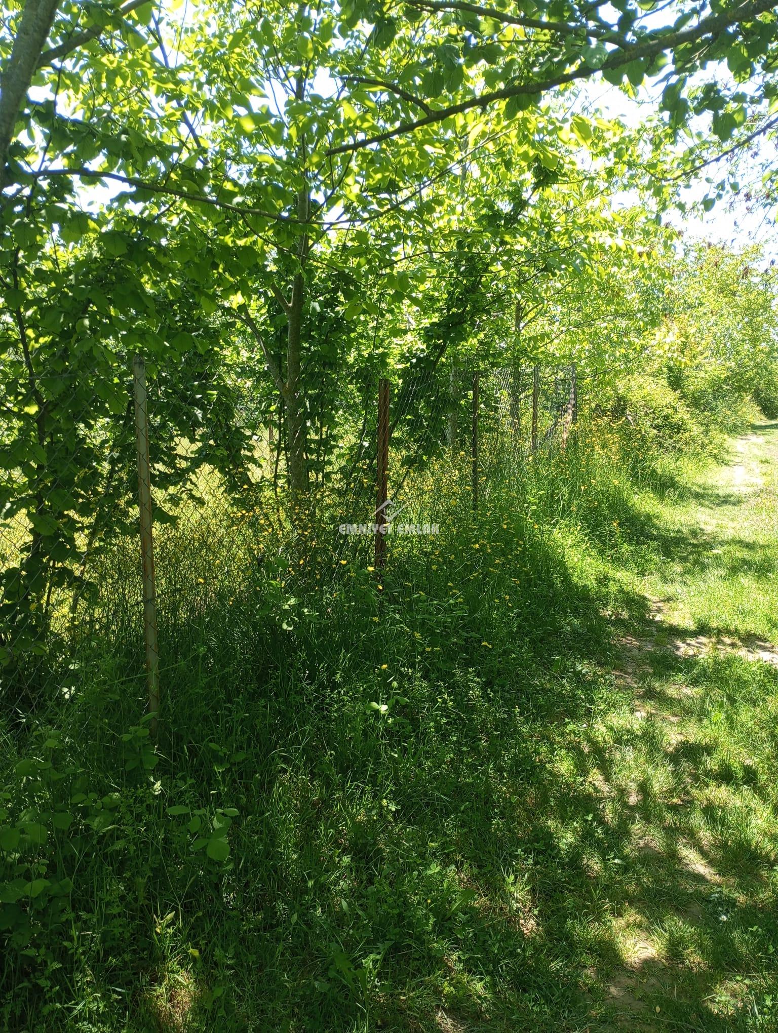 KDZ EREĞLİ KIZILCAPINARDA YOL , SU , ELEKTRİK PROBLEMİ OLMAYAN SATILIK FINDIK TARLASI